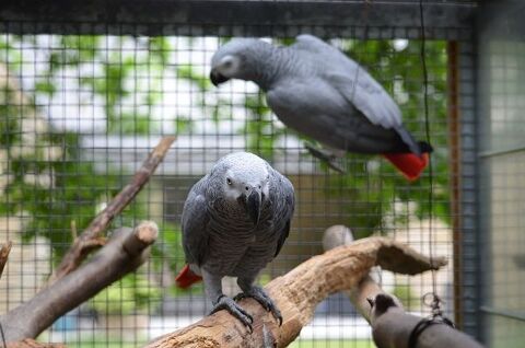 Gris du gabon  couple repro avec volière offerte! 4900 35136 Saint-jacques-de-la-lande