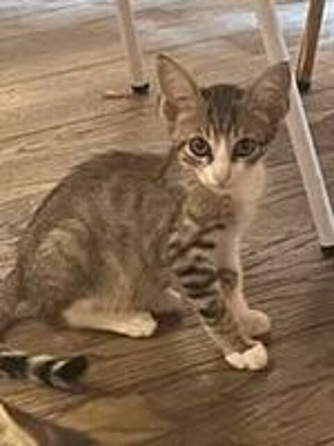   Chat DANTES à l adoption 