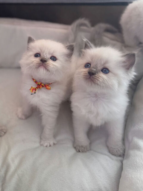de merveilleux chatons Ragdolls LOOF 1500 92340 Bourg-la-reine