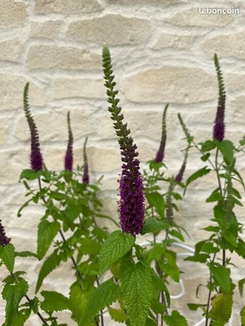 Teucrium hircanicum   graines 1 Sainte-Genevi�ve-des-Bois (91)