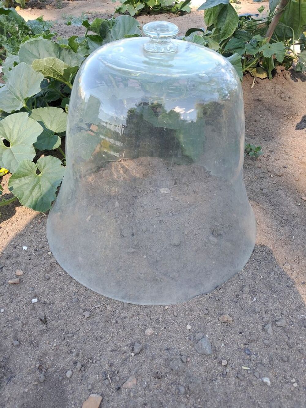 Cloche de verre Jardin