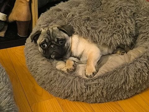 Chiot Carlin 7 mois 0 87500 Saint-yrieix-la-perche