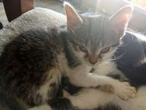   Donne Chaton   