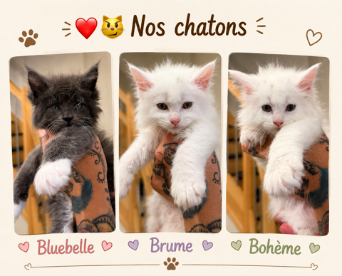 Magnifique chatons Maine Coon polydactiles pp &agrave; r&eacute;server 1000 59300 Valenciennes