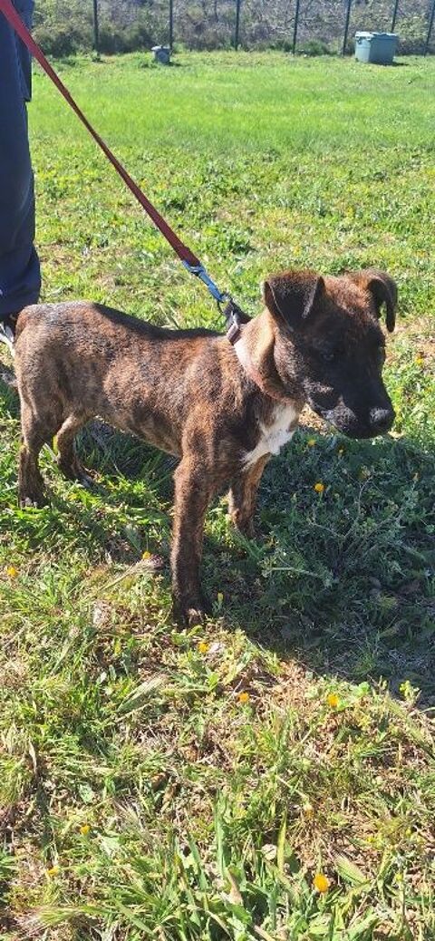 Chien MAX &agrave; l adoption 250 34450 Vias