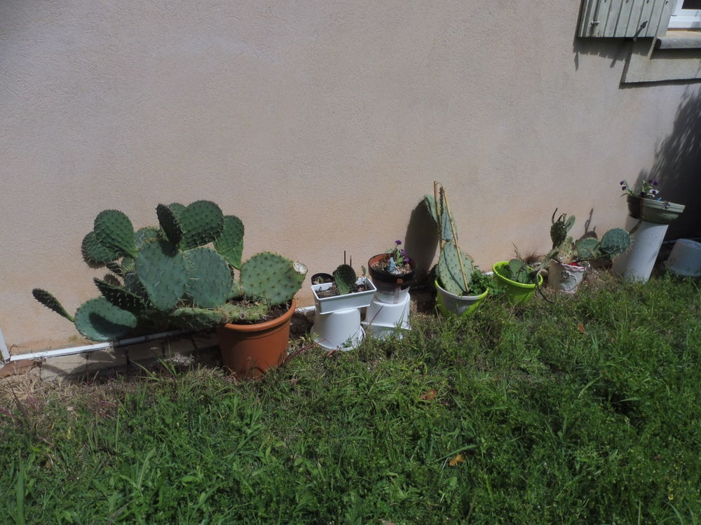  10 CACTUS au choix croissance rapide fleurs et fruits Jardin