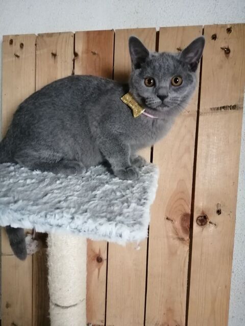 A r&eacute;server deux adorables chatons chartreux Loof 850 65370 Siradan