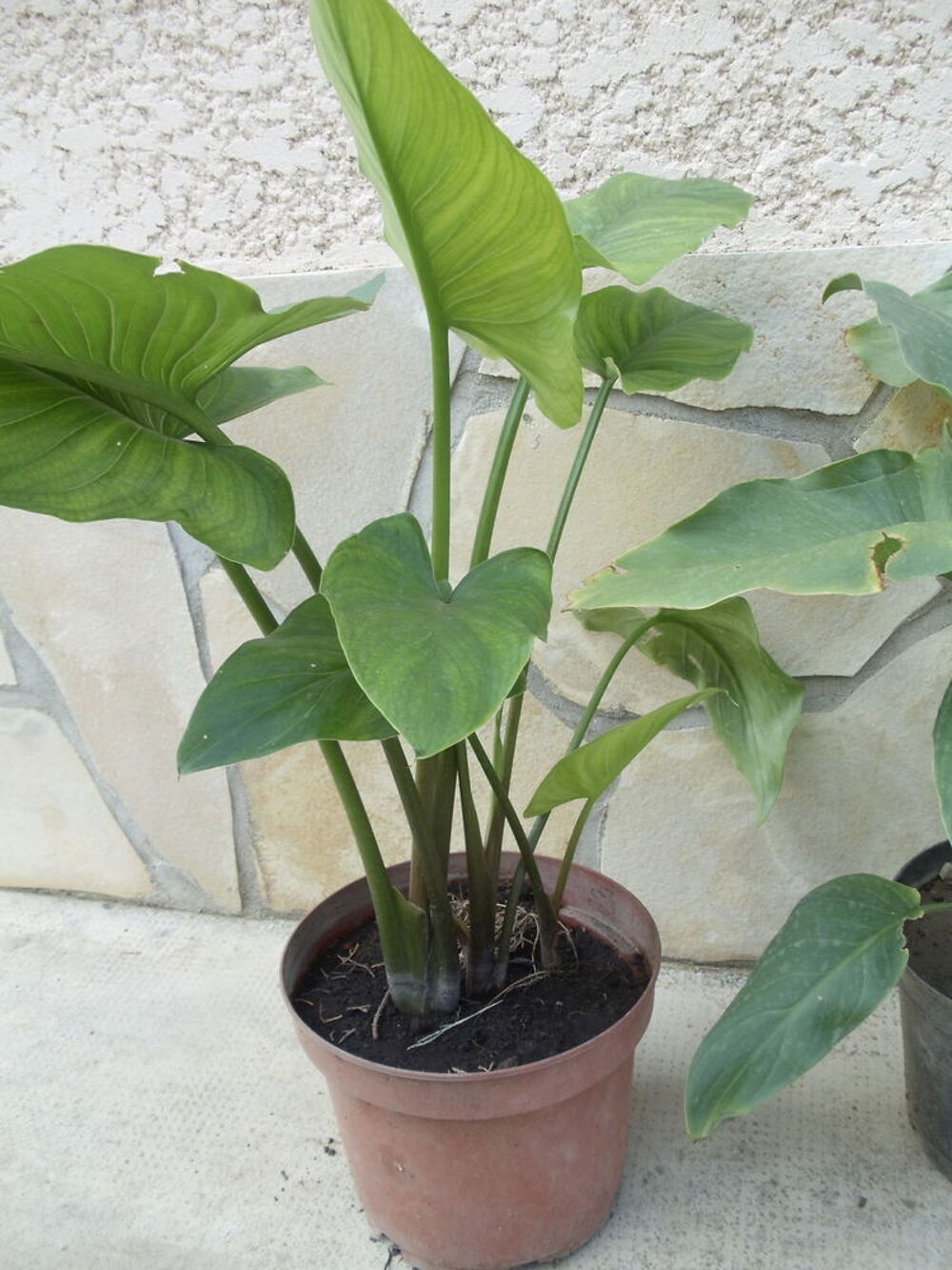 Arum ou calla blanc Jardin