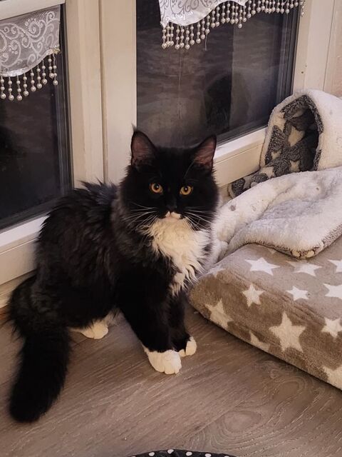 Propose chaton maine coon de 6 mois 500 67200 Strasbourg