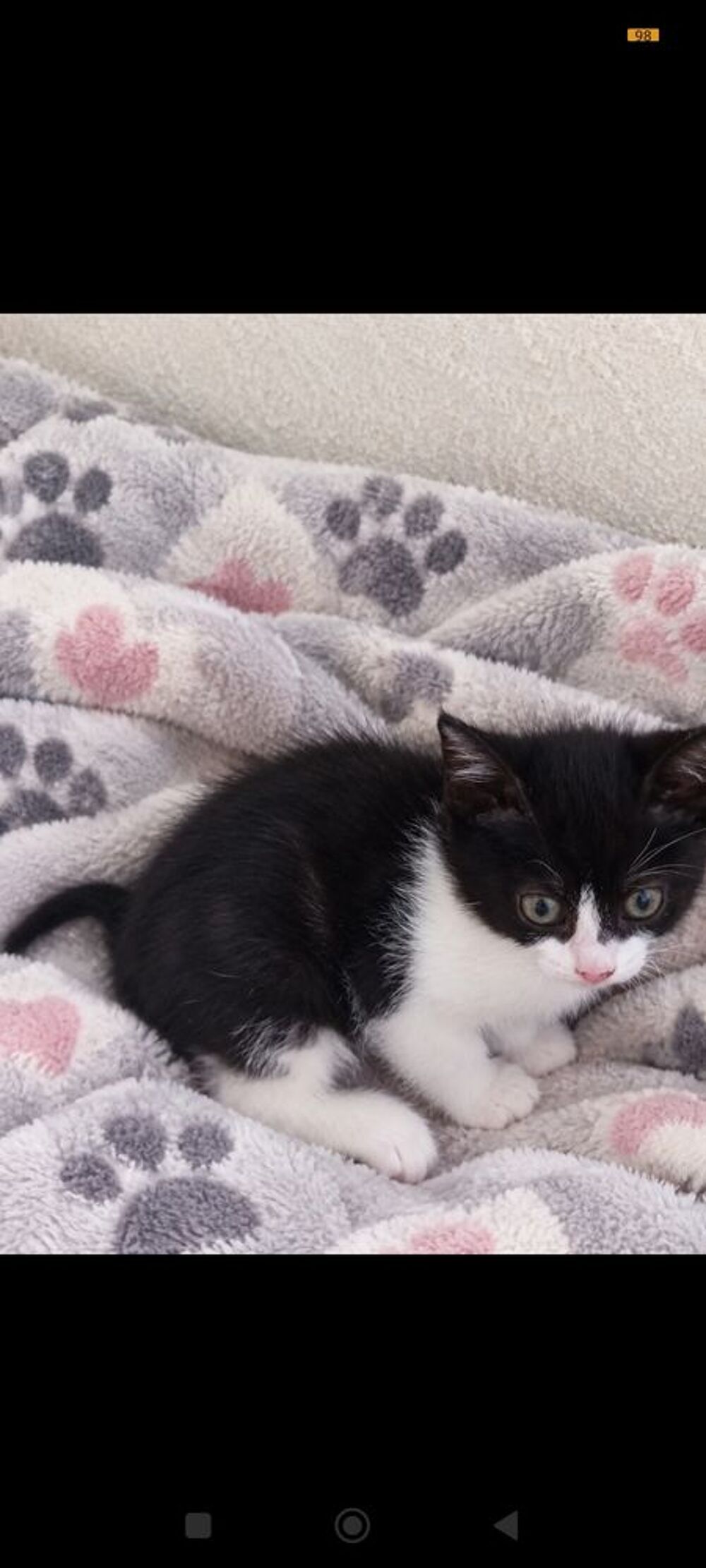   Adorable chaton  