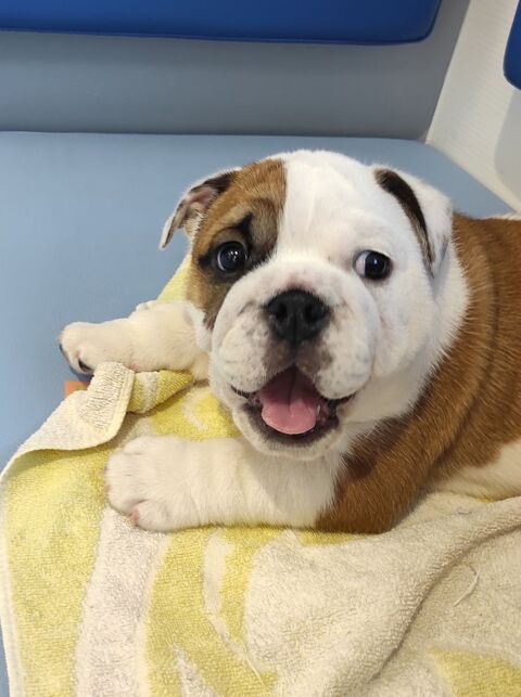 Chiot bulldog anglais  2500 32300 Sainte-aurence-cazaux