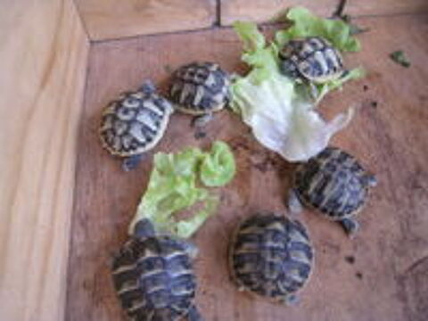    Adorables Bébés tortues de terre à Montpellier . 