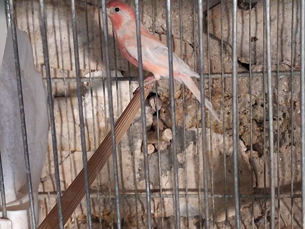   MALE ROSELIN DU MEXIQUE OPALE 2024 