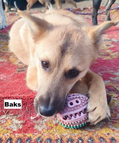 BAKS SE TROUVE DANS UN REFUGE EN UKRAINE 0 75018 Paris