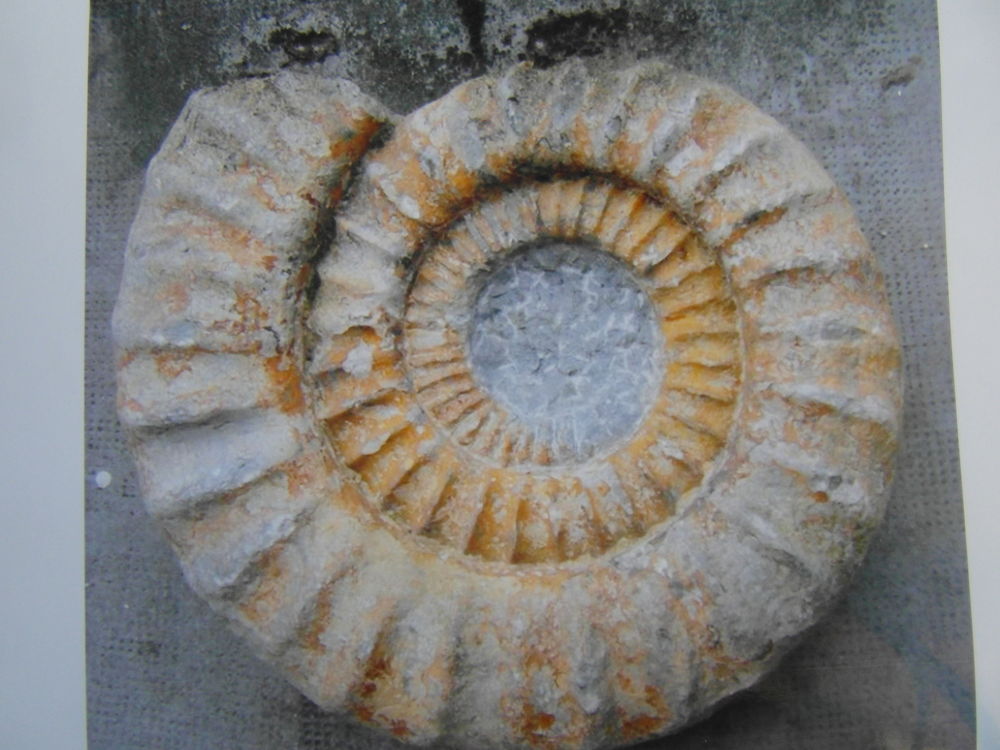 tr&egrave;s belle fossile dit ammonite arietite 