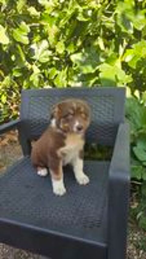  chiots berger australien disponibles 
