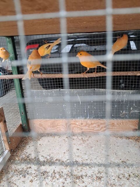 Canaries 20 26240 Saint-barth�lemy-de-vals