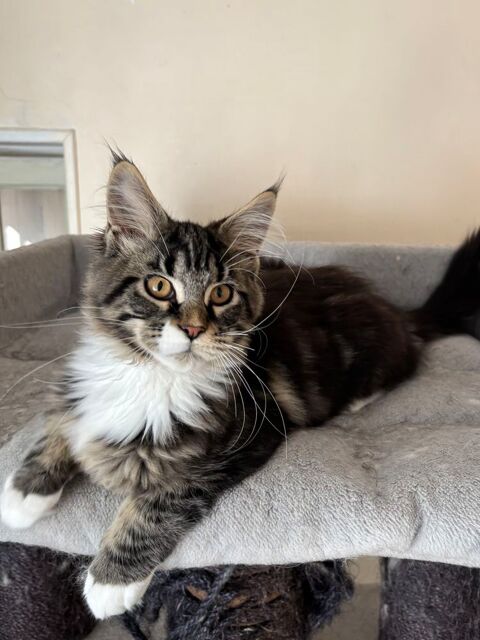 Magnifique chatons Maine Coon 950 91670 Angerville