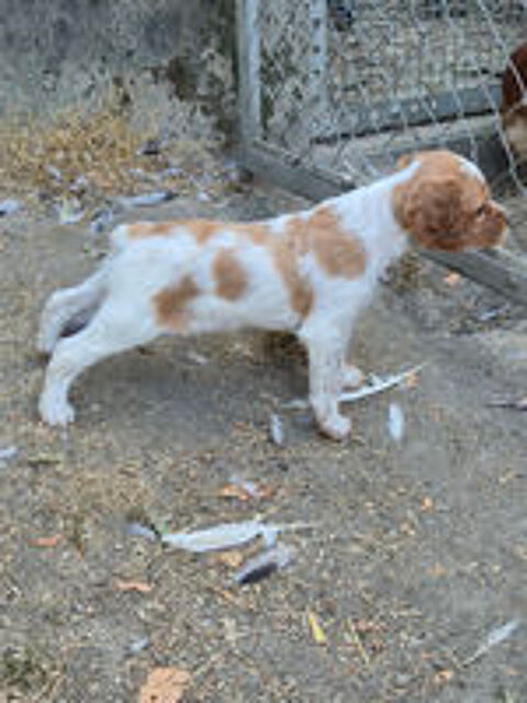   Épagneul breton Blanc et Orange 