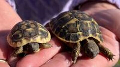   Tortues de terre 