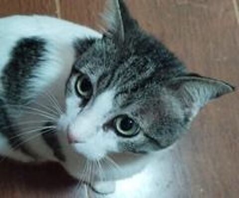   MILOW 