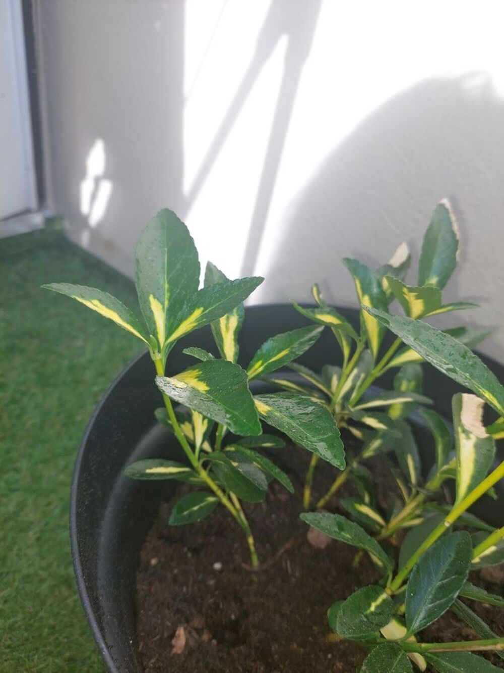 Plante fusain du japon Jardin