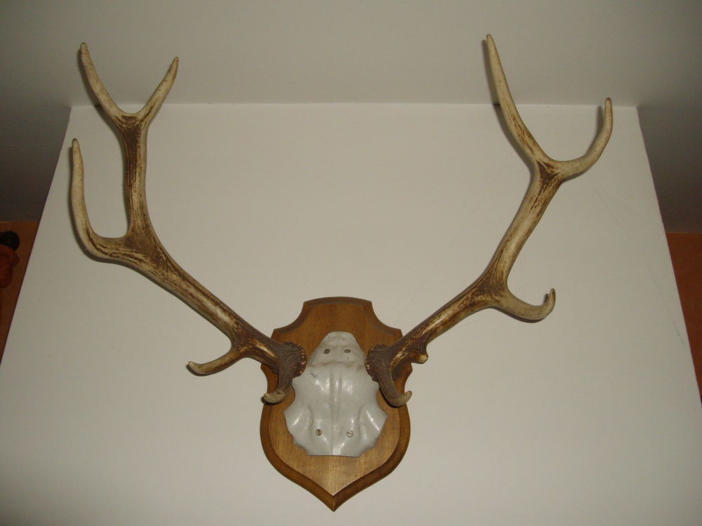 BOIS DE CERF SUR ECUSSON Meubles