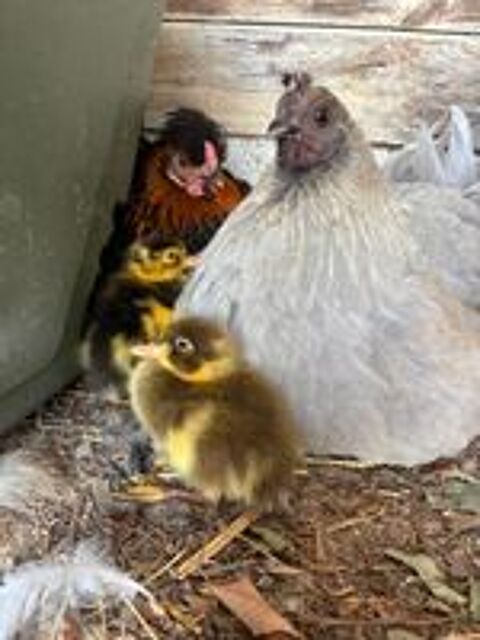   Canards coureurs indien  