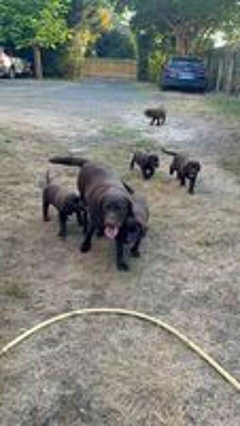   Adorables labrador chocolat de 2 mois  