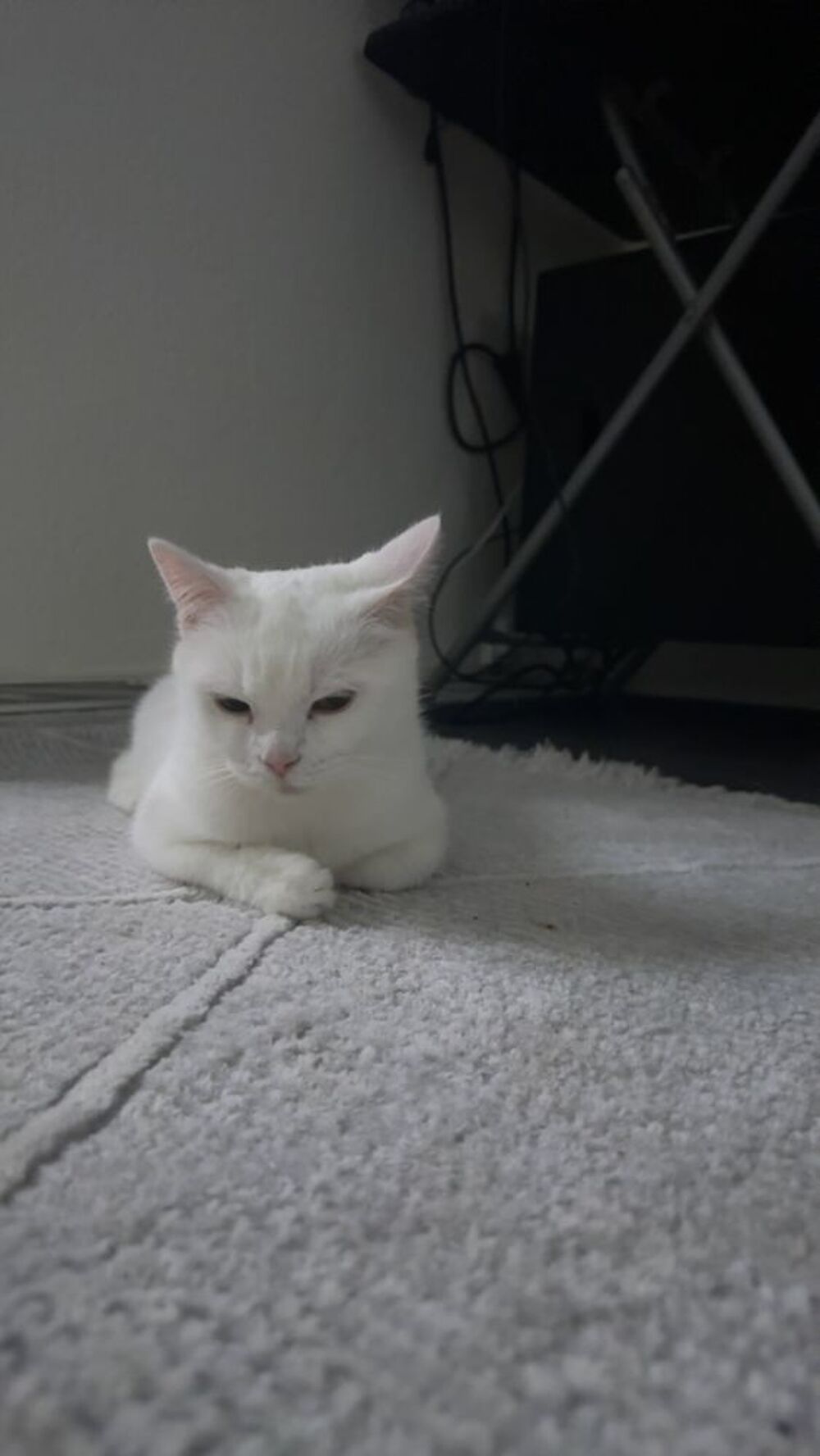   Chatte blanche  