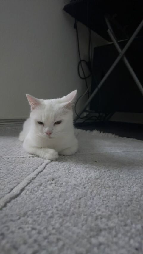 Chatte blanche 0 67100 Strasbourg