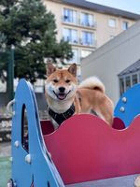   Mâle Shiba Inu disponible pour saillie 