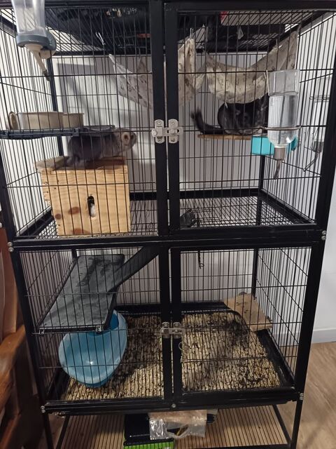 2 Chinchilla +cage 100� 250 91200 Athis-mons