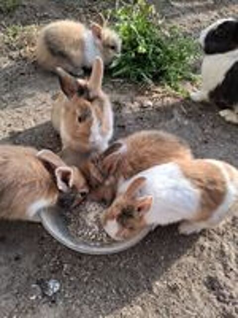   jeunes lapins 