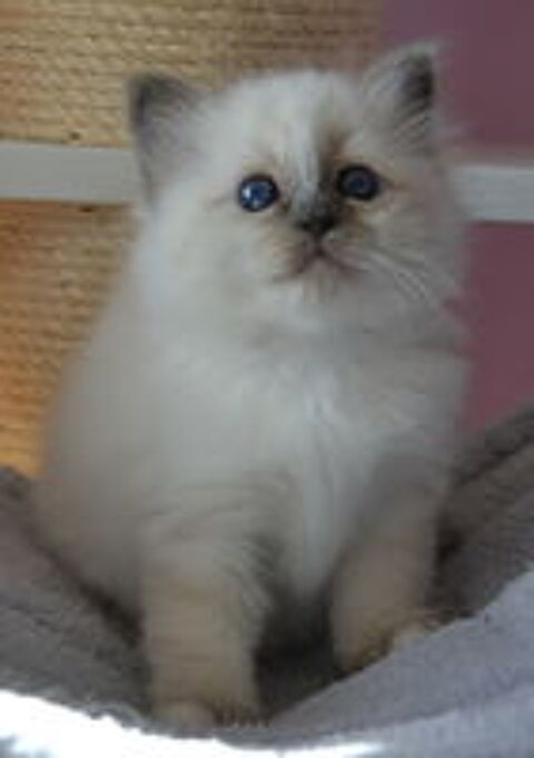   Magnifiques chatons sacrés de Birmanie à réserver  