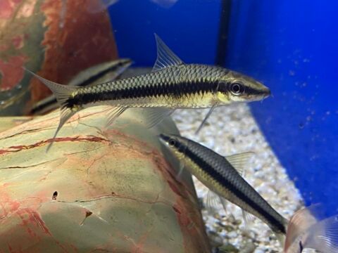   2 poisson crochellus siamensis mangeurs d algues 