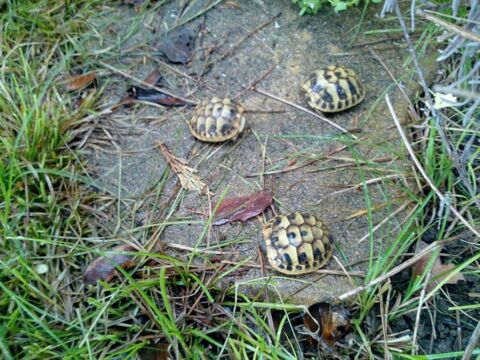 Tortue de terre 45 07200 Aubenas