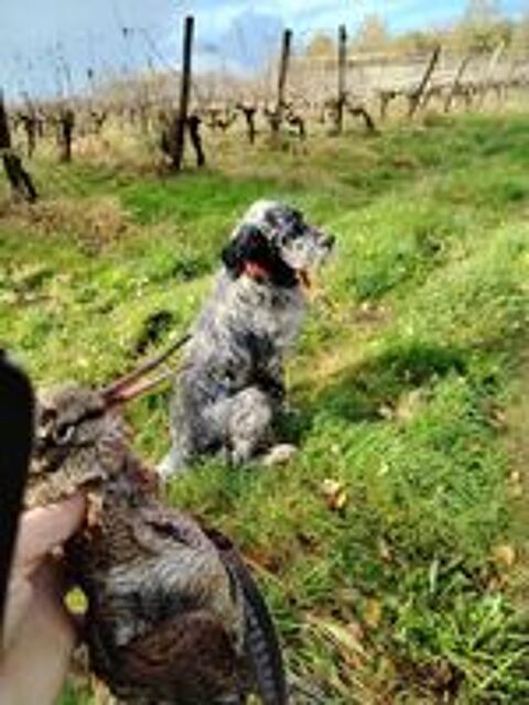   chiots setter anglais 