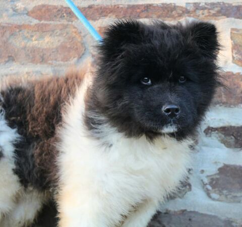 Magnifique chiot  akita am&eacute;ricain 500 75005 Paris