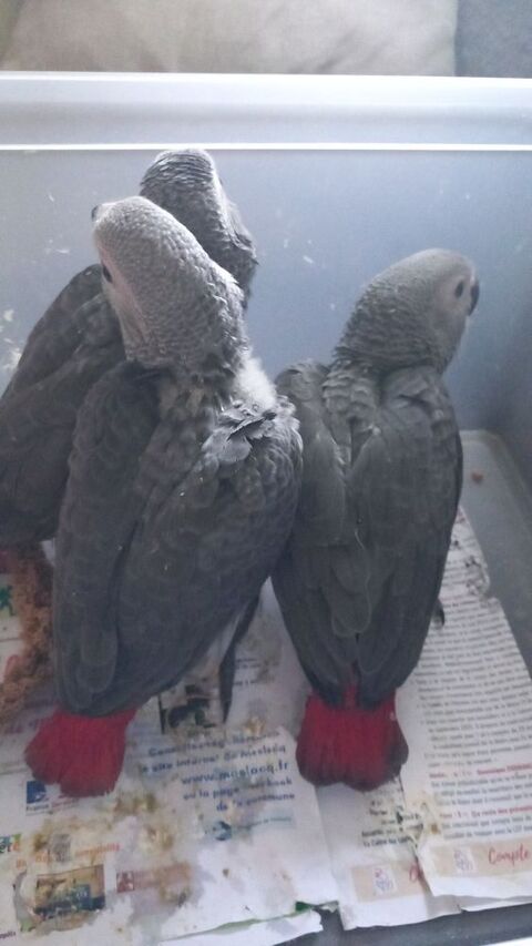 Perroquet Jeune gris du gabon eam 1000 64300 Orthez