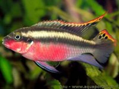   Mat�riel pour  aquarium 