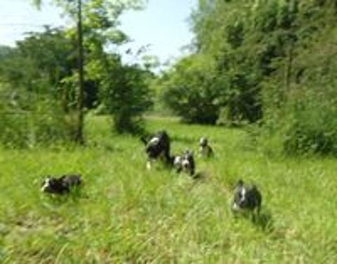  BBS BOULEDOGUE FRANCAIS   