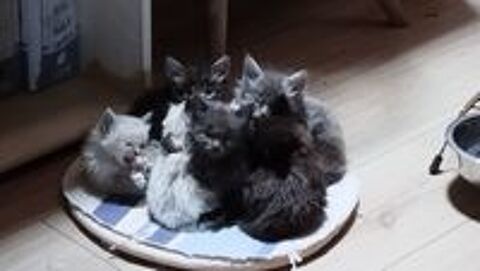  Maine Coon loof  