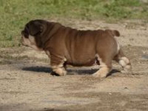   Chiot bulldog anglais exotique 