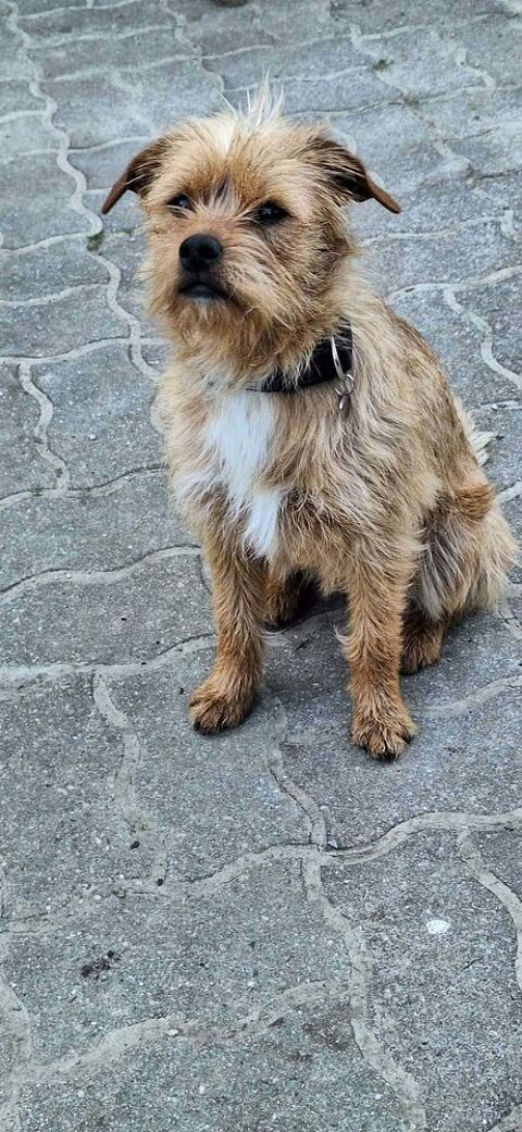 Anastasie &agrave; l'adoption 320 77810 Thomery