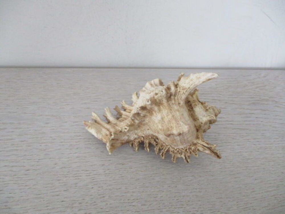 coquillage 