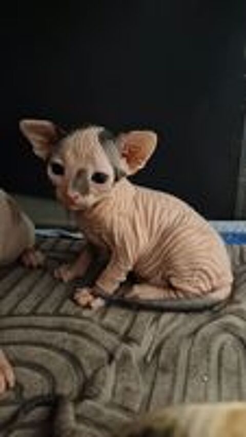   Chatons Sphynx  