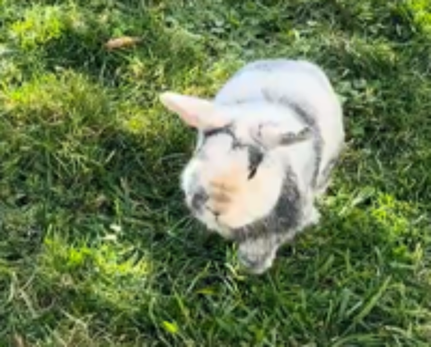   Ruben, lapin nain à adopter 