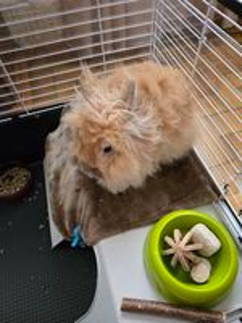   LE TOUT , LAPIN. NAIN ANGORA 2 ANS ET CAGE. 1m20 