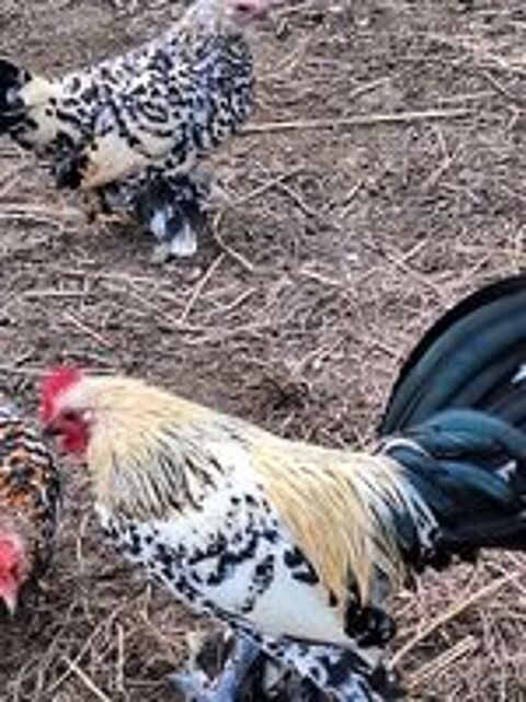   Couple poule sabelpoot  